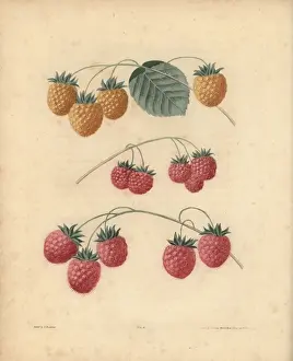 Pomonabritannica Prints: Raspberry varieties