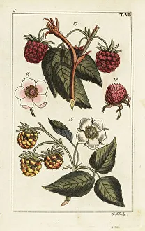 Raspberry varieties