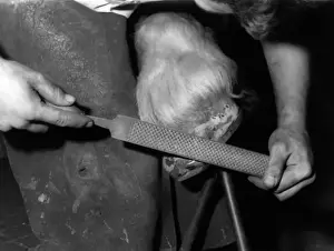 Rasping a Hoof