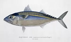 Rastrelliger kanagurta, Indian mackerel