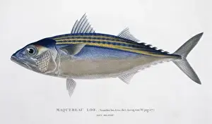 Osteichthyes Prints: Rastrelliger kanagurta, Indian mackerel