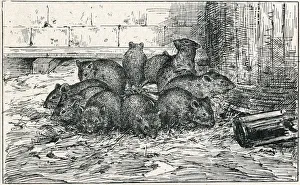 Rats Gallery: RAT-CROWN (COUPIN)