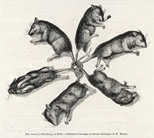 Tails Prints: Rat-Crown / Strasbourg