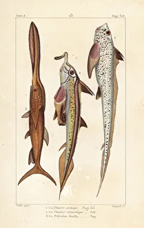 Germain Gallery: Rat fish, elephantfish and American paddlefish