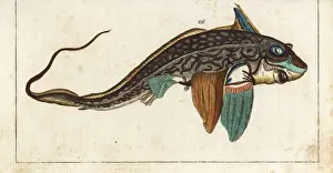 Gottlieb Prints: Ratfish or rabbitfish, Chimaera monstrosa