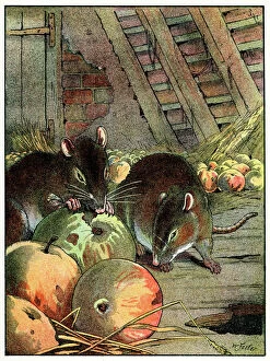 Rats Gallery: RATS IN THE BARN C1910