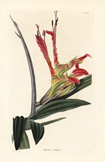 Rats Gallery: Rats tail, Babiana ringens