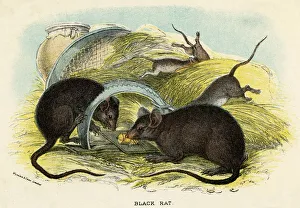Rats Gallery: RATS & TRAP C1840 RATS & TRAP C1840