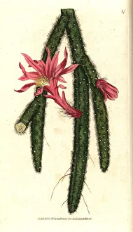 Rattail cactus, Disocactus flagelliformis Rattail cactus, Disocactus flagelliformis