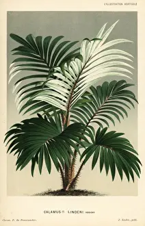 Pannemaeker Prints: Rattan palm, Calamus discolor
