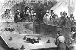 Ratting / Paris Dog Show