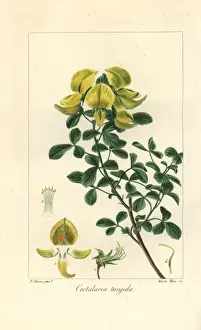 Rattlepod, Crotalaria turgida, native to Africa