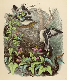 Nesting Prints: Rattlesnake attacked by birds