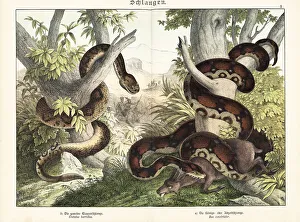 Predator Prints: Rattlesnake and boa constrictor