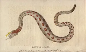 Crotalus Prints: Rattlesnake, Crotalus cerastes