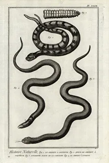 1774 Prints: Rattlesnake, eastern mudsnake and Indian cobra