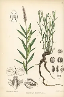 Apothecary Prints: Rattlesnake-root or Seneca snake-root, Polygala senega