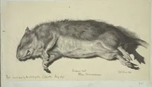 Muridae Prints: Rattus norvegicus, brown rat