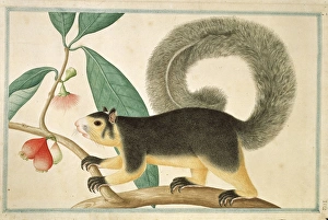 Agile Gallery: Ratufa macroura, grizzled giant squirrel