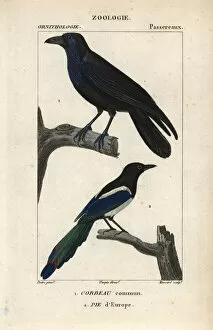 Raven, Corvus corax, and magpie, Pica pica