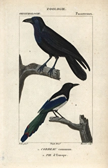 Stipple Gallery: Raven, Corvus corax, and magpie, Pica pica