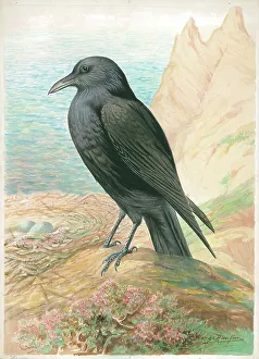 Raven Prints: Raven