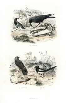 Edouardtravies Prints: Raven, jackdaw and magpie