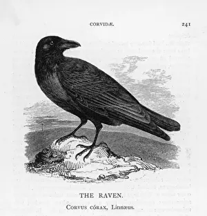 Perching Prints: Raven on a Rock