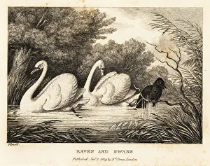 Gay And Phaedrus Prints: A raven tries to wash to be more like the white swans