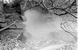 Images Dated 7th September 2015: Ravenscroft (Cleddon Hall), cave in garden