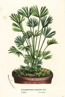 Ray fern, Actiniopteris radiata