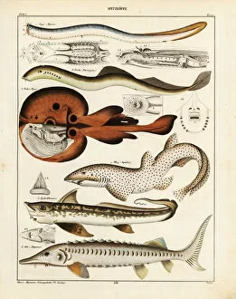 Lamprey Gallery: Ray, shark, sturgeon, lamprey, etc