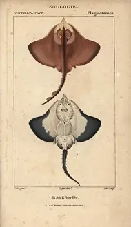 Batoidea Prints: Ray species, Batoidea or Platyrhina?