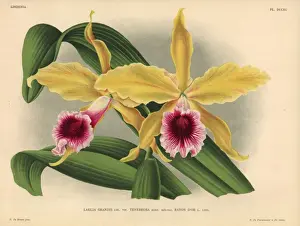 Hothouse Prints: Rayon d or sub-variety of Laelia grandis tenebrosa orchid