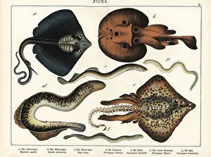 Ichthyology Prints: Rays and lampreys