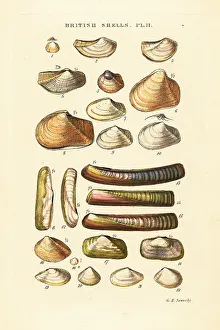 Gastropod Prints: Razor shells, Solen marginata, Poromya granulata, etc