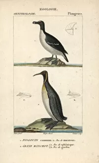 Penguin Gallery: Razorbill, Alca torda, and emperor penguin