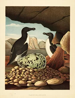 Nesting Collection: Razorbill or lesser auk, Alca torda