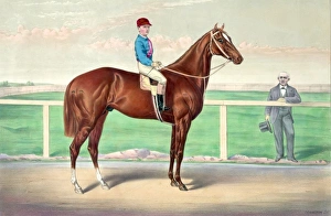 Ready for the signal: the celebrated running horse Harry Bas Ready for the signal: the celebrated running horse Harry Bas
