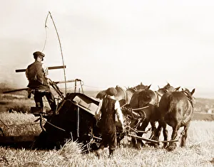 Reaping with horses in Billinge in 1926