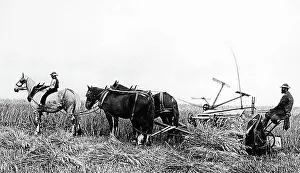 Reaping Prints: Reaping with horses, Victorian period