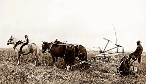 Reaping with horses, Victorian period