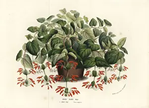 Rechsteineria blassii
