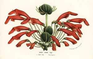 Rechsteineria blassii