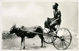 Madras Prints: A Reckla animal cart pulled by a bullock, Madras, India