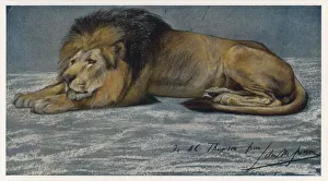 Animals Gallery: Reclining Lion