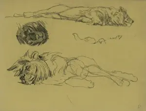 Reclining Lion and the head of a Panther