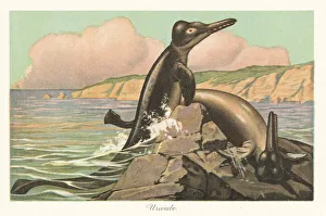 Reconstruction of a Basilosaurus