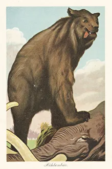 Predator Prints: Reconstruction of a cave cave bear, Ursus spelaeus