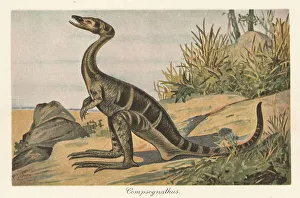Bipedal Prints: Reconstruction of a Compsognathus longipes